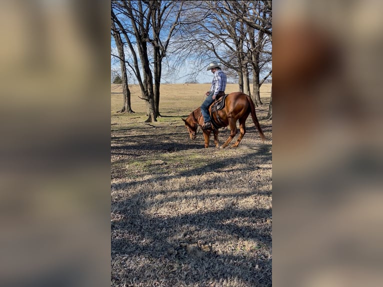 American Quarter Horse Wałach 4 lat 152 cm Cisawa in Checotah