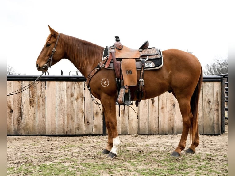 American Quarter Horse Wałach 4 lat 152 cm Cisawa in Checotah