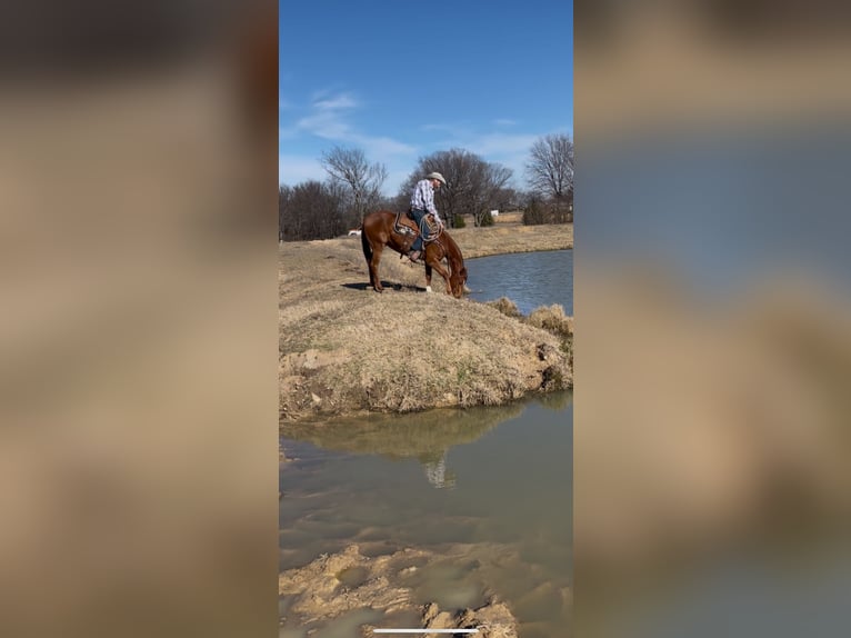 American Quarter Horse Wałach 4 lat 152 cm Cisawa in Checotah