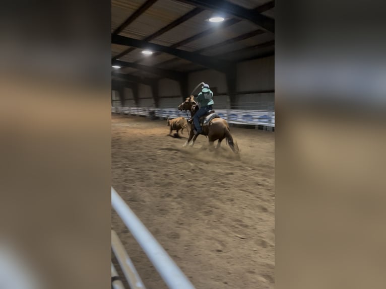 American Quarter Horse Wałach 4 lat 152 cm Cisawa in Checotah