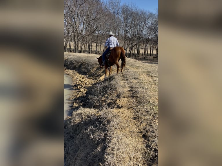 American Quarter Horse Wałach 4 lat 152 cm Cisawa in Checotah