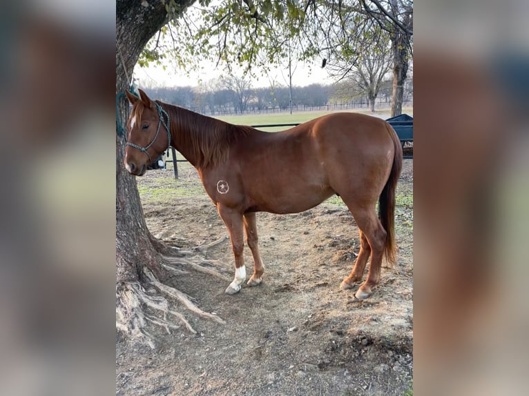 American Quarter Horse Wałach 4 lat 152 cm Cisawa in Checotah