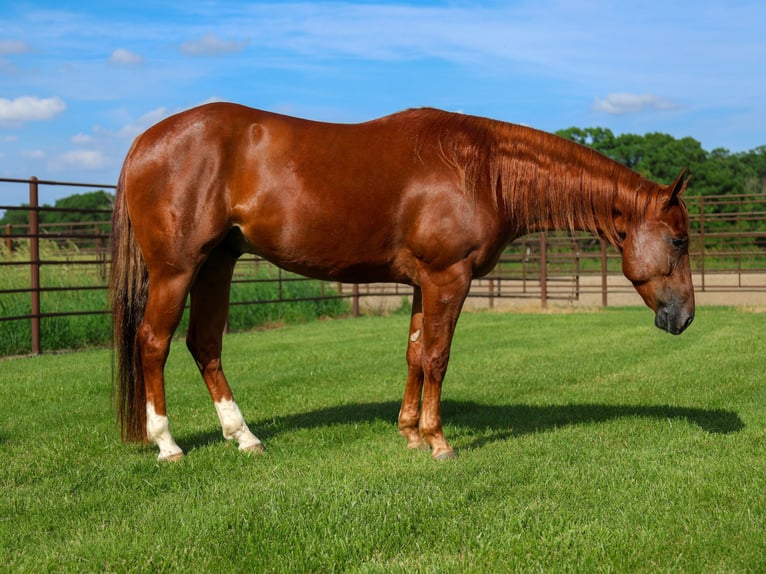 American Quarter Horse Wałach 4 lat 152 cm Cisawa in La Grange