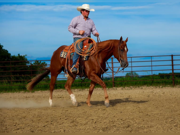 American Quarter Horse Wałach 4 lat 152 cm Cisawa in La Grange
