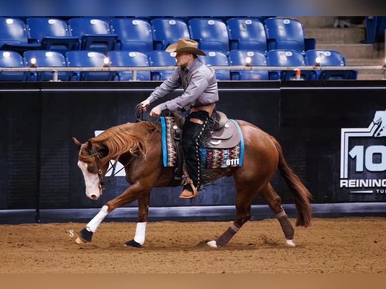 American Quarter Horse Wałach 4 lat 152 cm Cisawa in Buffalo, MO
