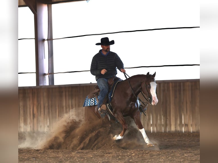 American Quarter Horse Wałach 4 lat 152 cm Cisawa in Buffalo, MO