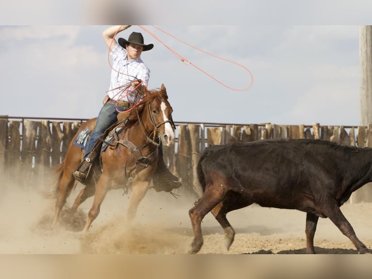 American Quarter Horse Wałach 4 lat 152 cm Cisawa in Bernard, IA