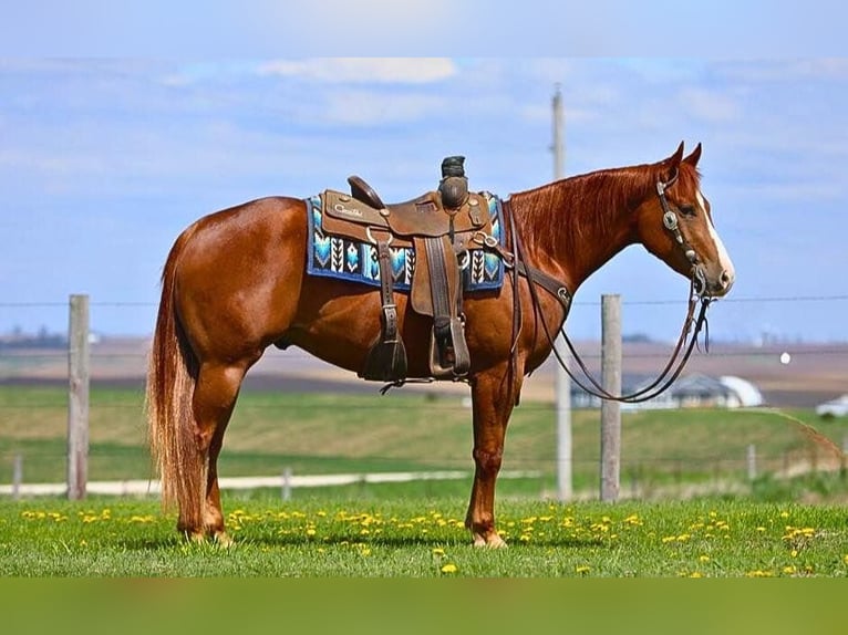 American Quarter Horse Wałach 4 lat 152 cm Cisawa in Bernard, IA