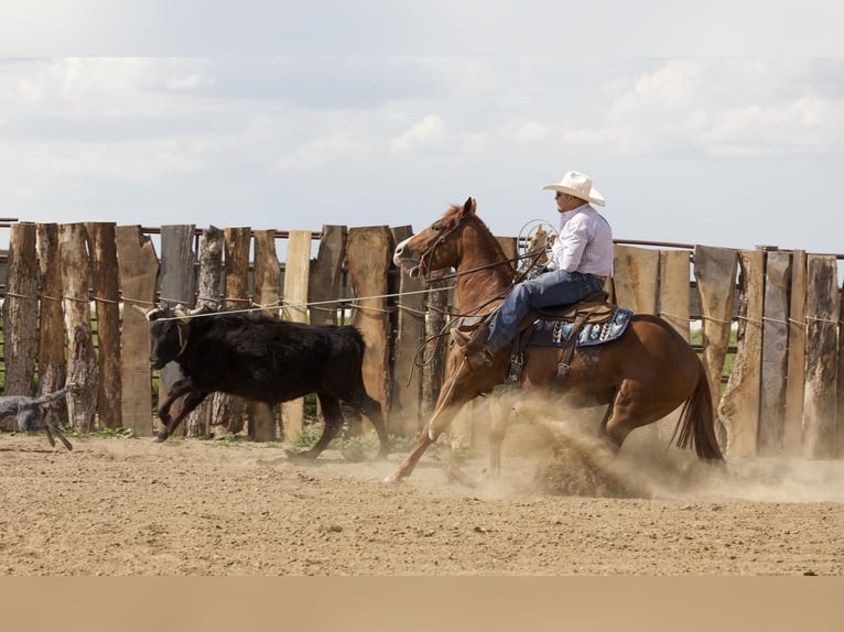 American Quarter Horse Wałach 4 lat 152 cm Cisawa in Bernard, IA