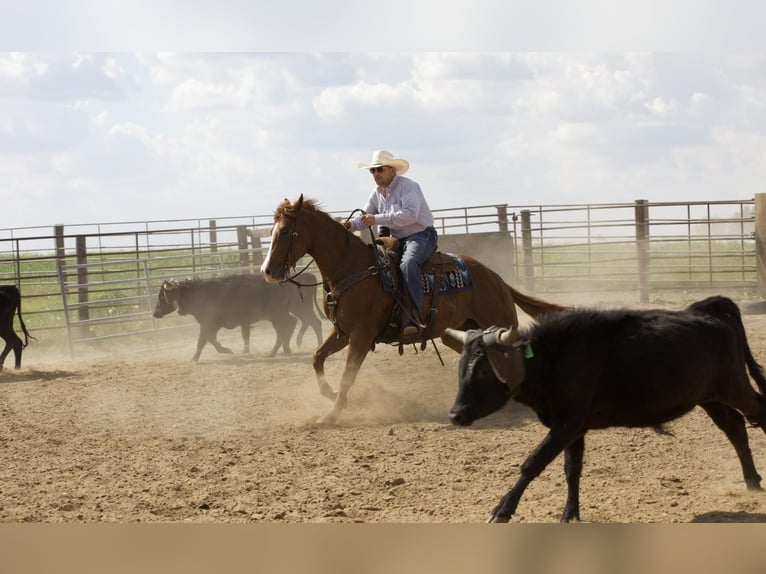 American Quarter Horse Wałach 4 lat 152 cm Cisawa in Bernard, IA