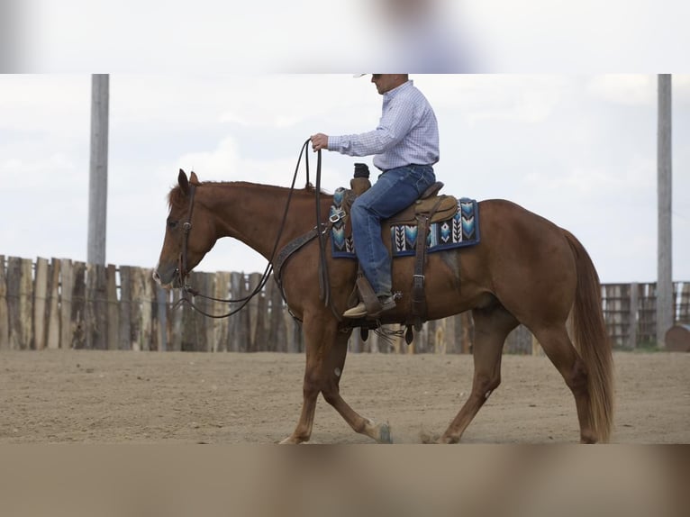 American Quarter Horse Wałach 4 lat 152 cm Cisawa in Bernard, IA