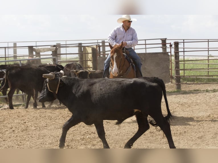 American Quarter Horse Wałach 4 lat 152 cm Cisawa in Bernard, IA