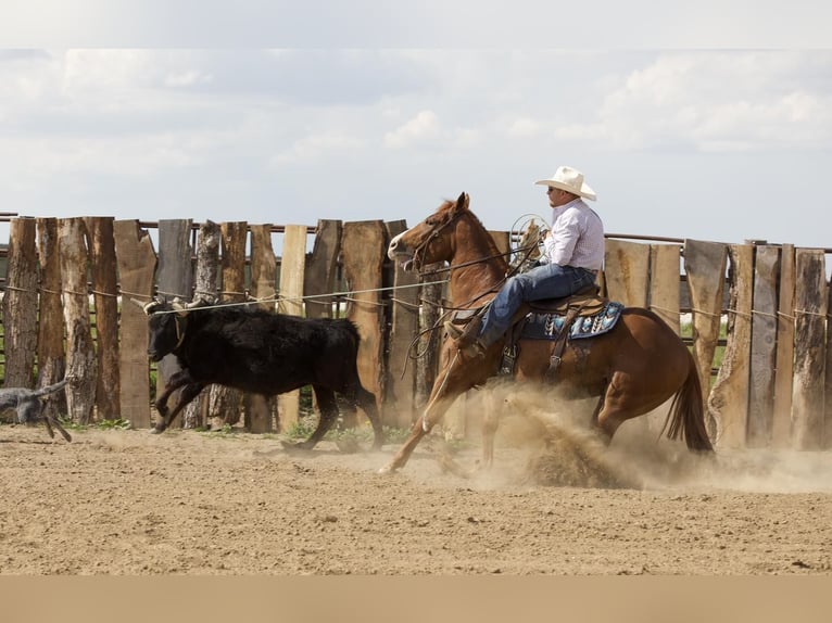 American Quarter Horse Wałach 4 lat 152 cm Cisawa in Bernard, IA