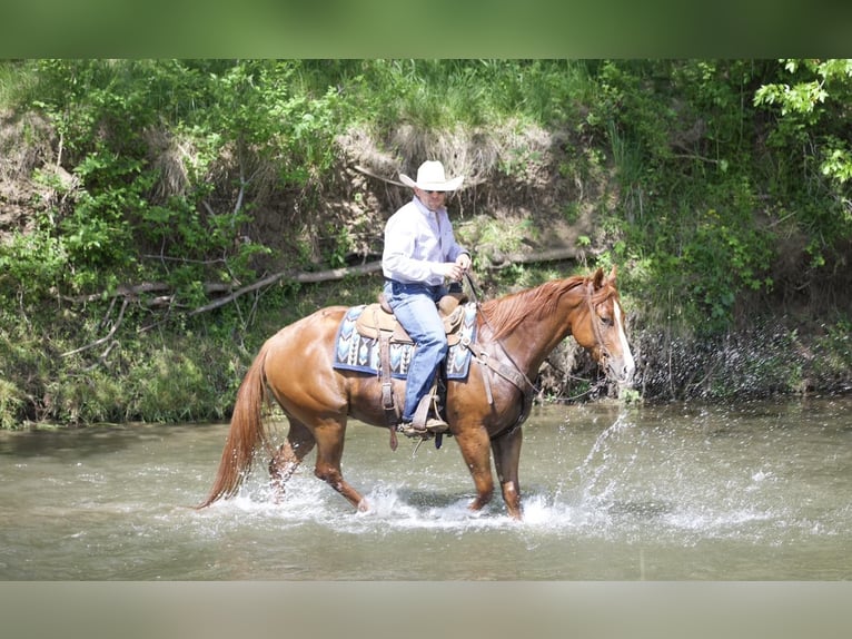 American Quarter Horse Wałach 4 lat 152 cm Cisawa in Bernard, IA