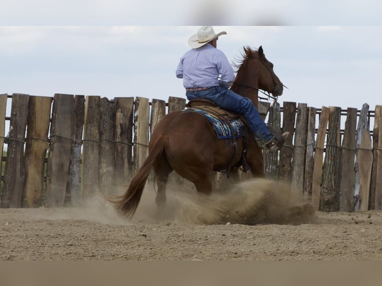 American Quarter Horse Wałach 4 lat 152 cm Cisawa in Bernard, IA
