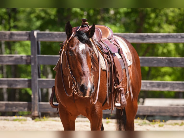 American Quarter Horse Wałach 4 lat 152 cm Gniada in Clover