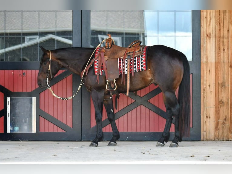 American Quarter Horse Wałach 4 lat 152 cm Gniada in Rebersburg