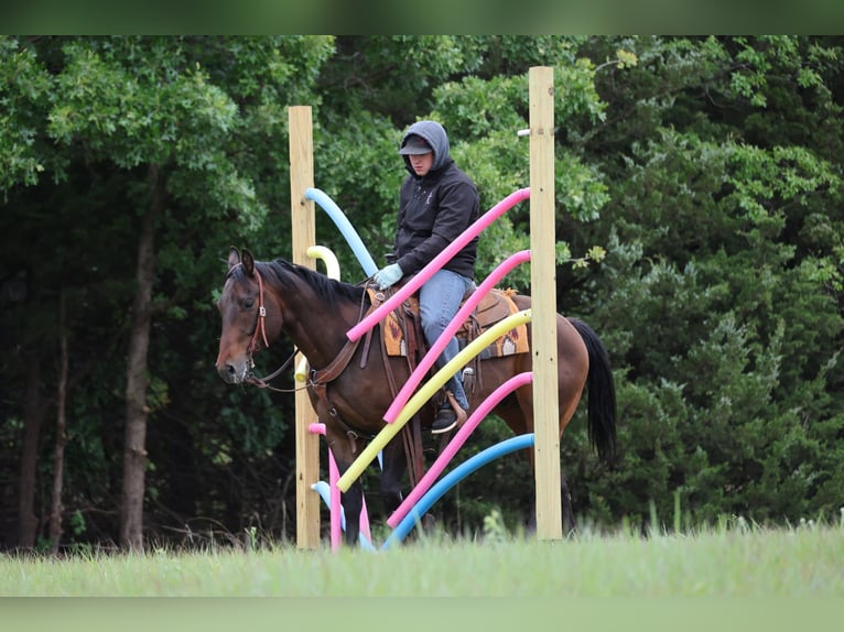 American Quarter Horse Wałach 4 lat 152 cm Gniada in Ripley