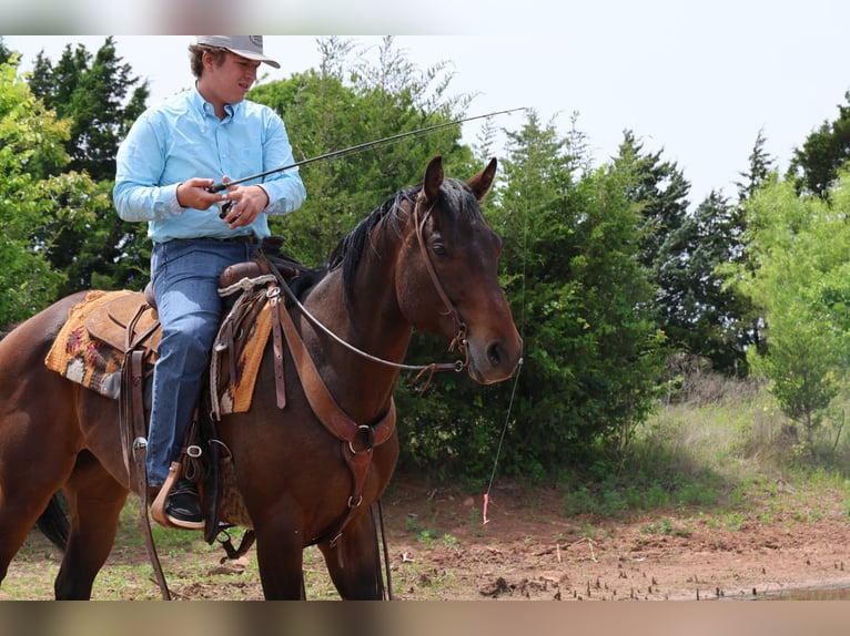 American Quarter Horse Wałach 4 lat 152 cm Gniada in Ripley