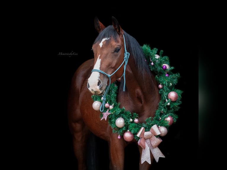 American Quarter Horse Wałach 4 lat 152 cm Gniada in Rijswijk (NB)