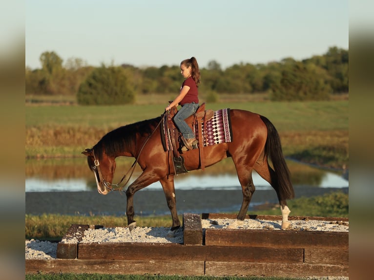 American Quarter Horse Wałach 4 lat 152 cm Gniada in Buffalo, MO