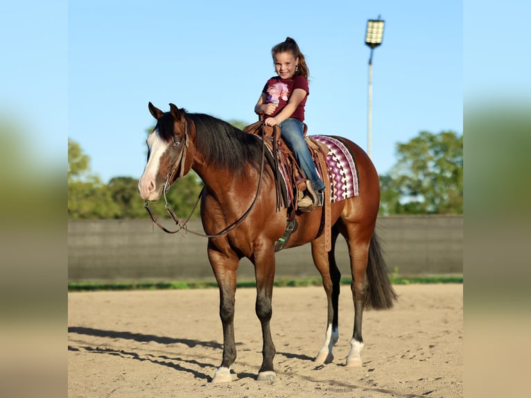 American Quarter Horse Wałach 4 lat 152 cm Gniada in Buffalo, MO