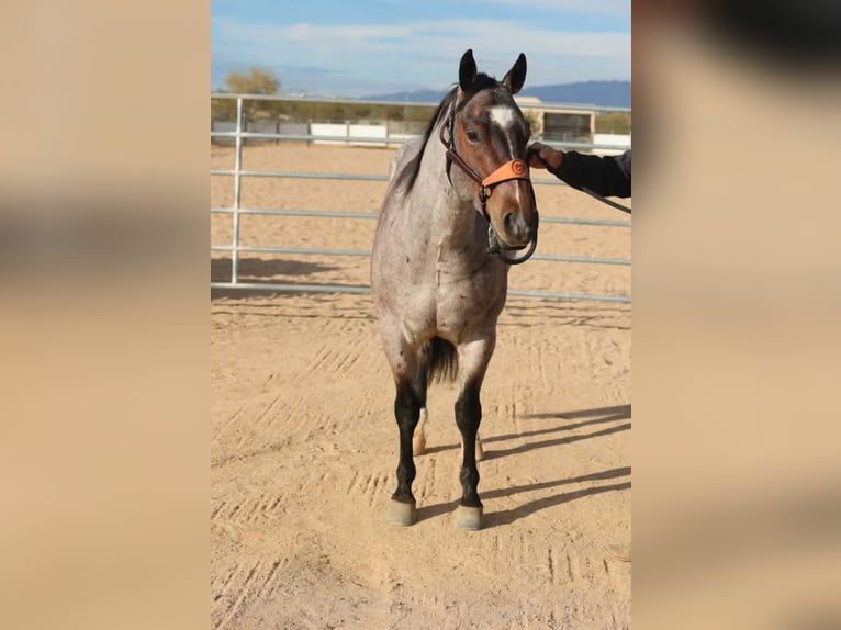 American Quarter Horse Wałach 4 lat 152 cm Gniadodereszowata in Caldwell