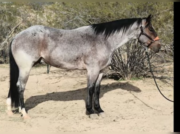 American Quarter Horse Wałach 4 lat 152 cm Gniadodereszowata in Caldwell