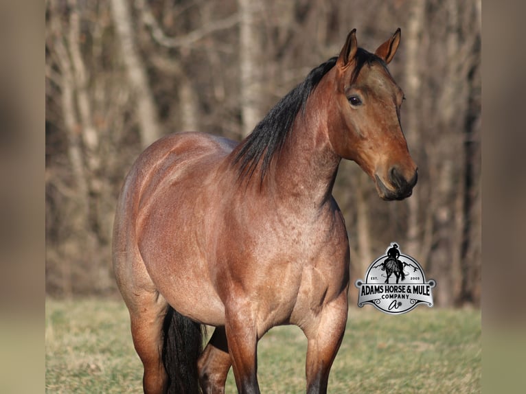 American Quarter Horse Wałach 4 lat 152 cm Gniadodereszowata in Mount Vernon
