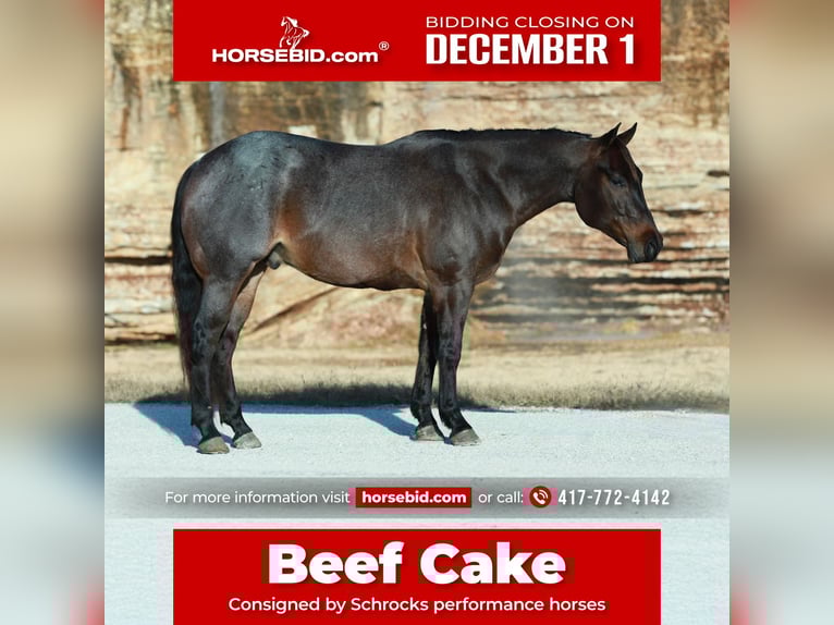 American Quarter Horse Wałach 4 lat 152 cm Gniadodereszowata in Purdy