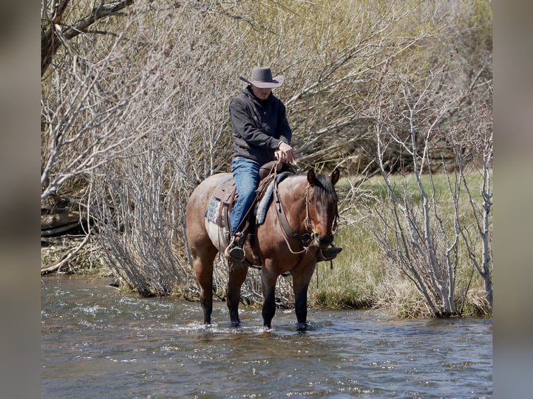 American Quarter Horse Wałach 4 lat 152 cm Gniadodereszowata in Saint Anthony