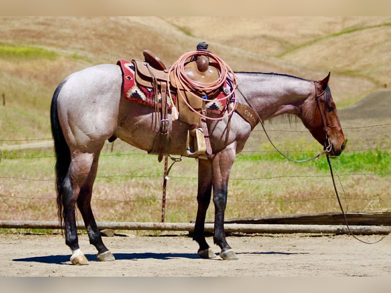 American Quarter Horse Wałach 4 lat 152 cm Gniadodereszowata in Tres Pinos