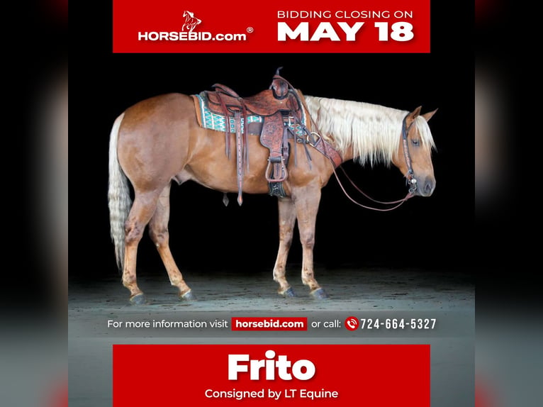 American Quarter Horse Wałach 4 lat 152 cm Izabelowata in Clarion