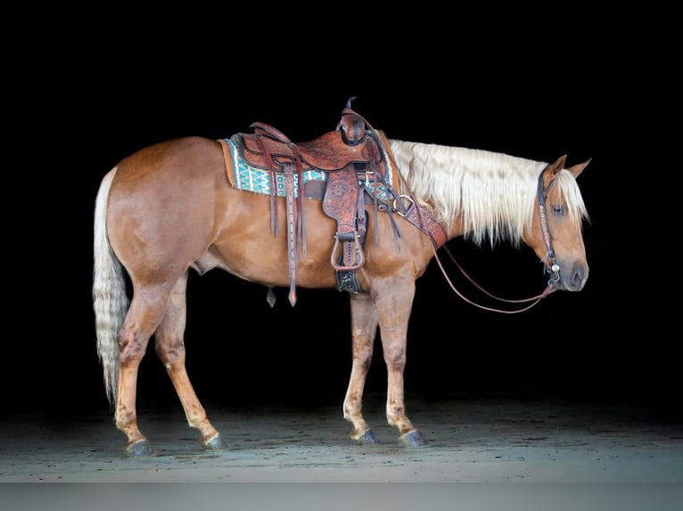 American Quarter Horse Wałach 4 lat 152 cm Izabelowata in Clarion, PA