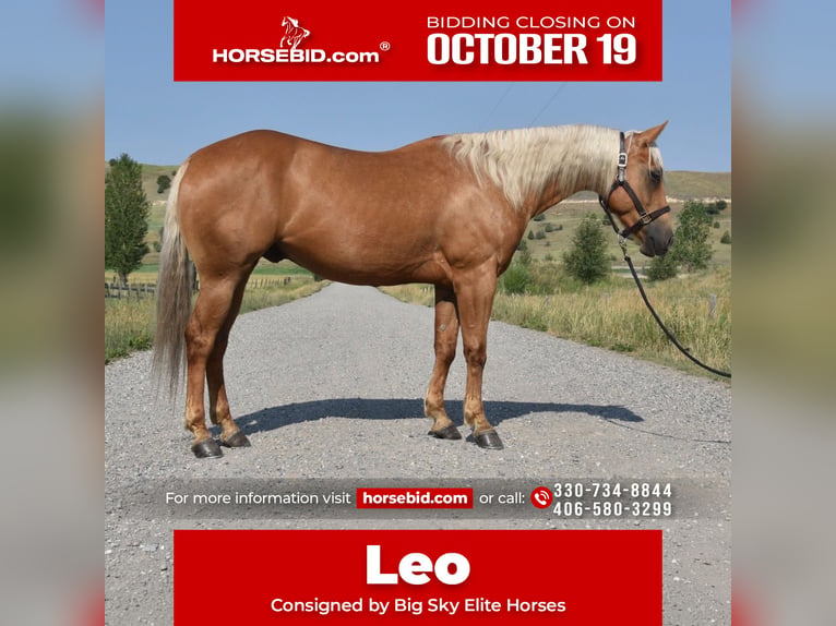 American Quarter Horse Wałach 4 lat 152 cm Izabelowata in Bozeman