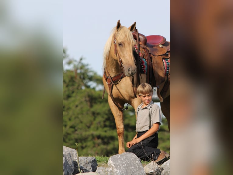 American Quarter Horse Wałach 4 lat 152 cm Izabelowata in Rebersburg
