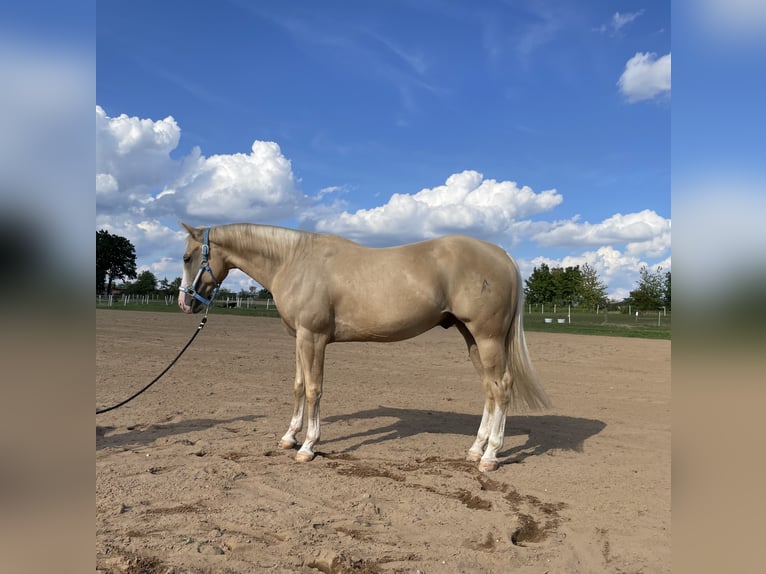 American Quarter Horse Wałach 4 lat 152 cm Izabelowata in Freystadt