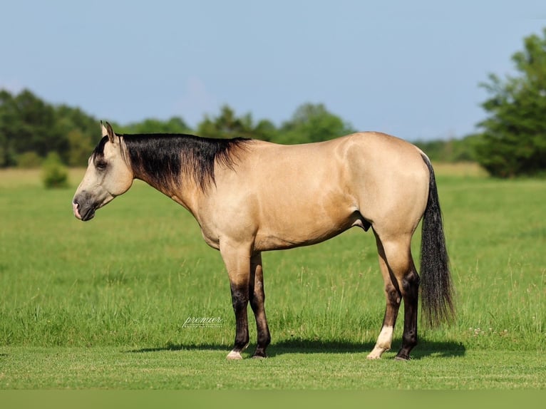 American Quarter Horse Wałach 4 lat 152 cm Jelenia in Buffalo