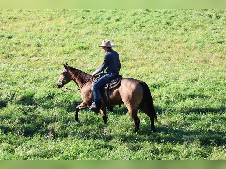 American Quarter Horse Wałach 4 lat 152 cm Jelenia in Needmore