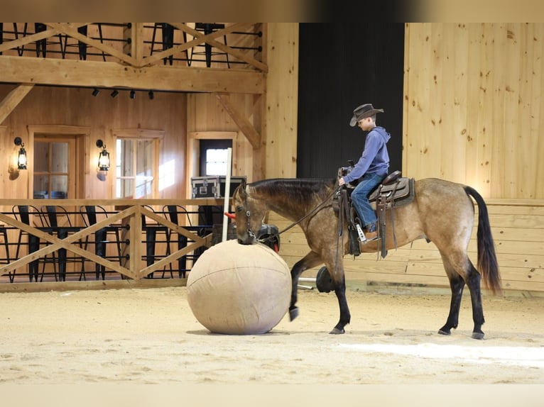 American Quarter Horse Wałach 4 lat 152 cm Jelenia in Needmore