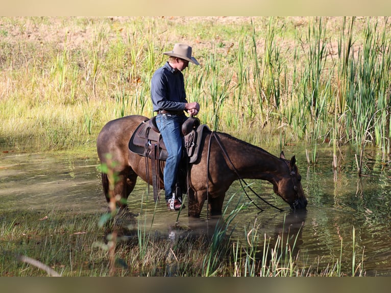 American Quarter Horse Wałach 4 lat 152 cm Jelenia in Needmore