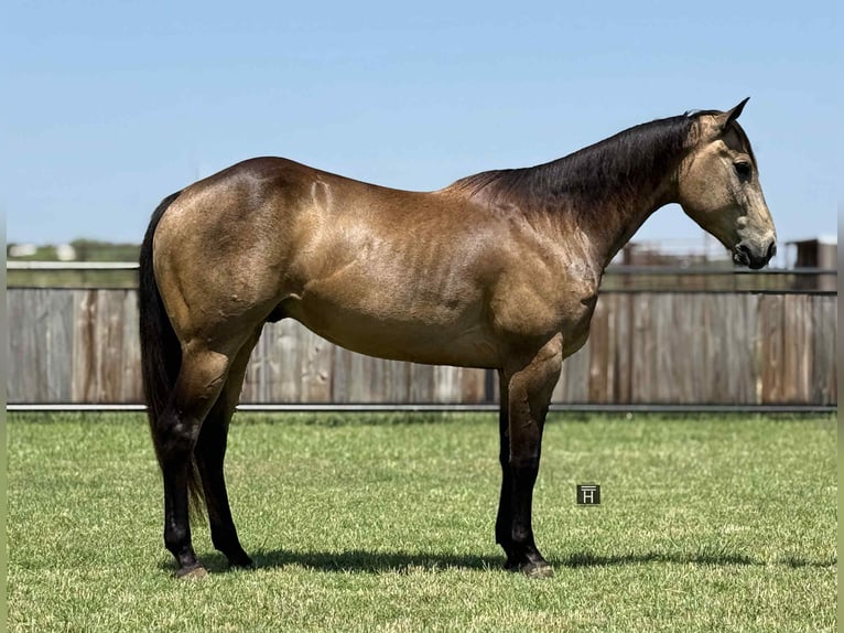 American Quarter Horse Wałach 4 lat 152 cm Jelenia in Jacksboro KY