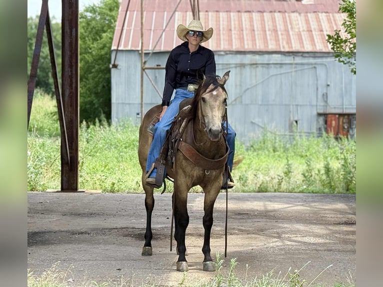 American Quarter Horse Wałach 4 lat 152 cm Jelenia in Jacksboro KY