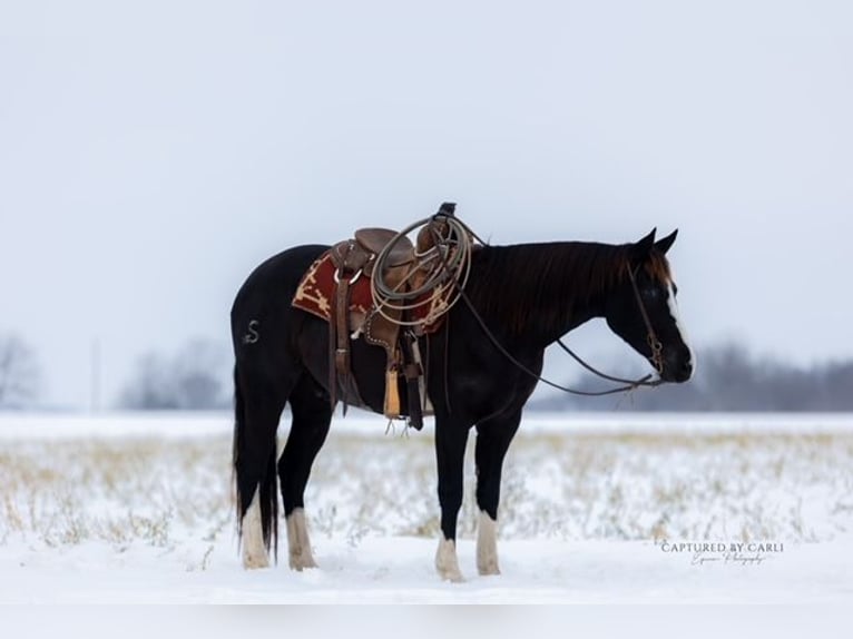 American Quarter Horse Wałach 4 lat 152 cm Kara in Shelbina
