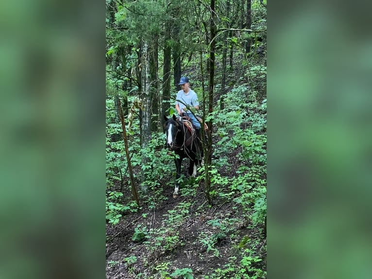 American Quarter Horse Wałach 4 lat 152 cm Kara in Shelbina