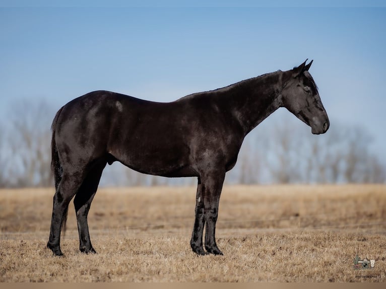 American Quarter Horse Wałach 4 lat 152 cm Kara in Tompkinsville