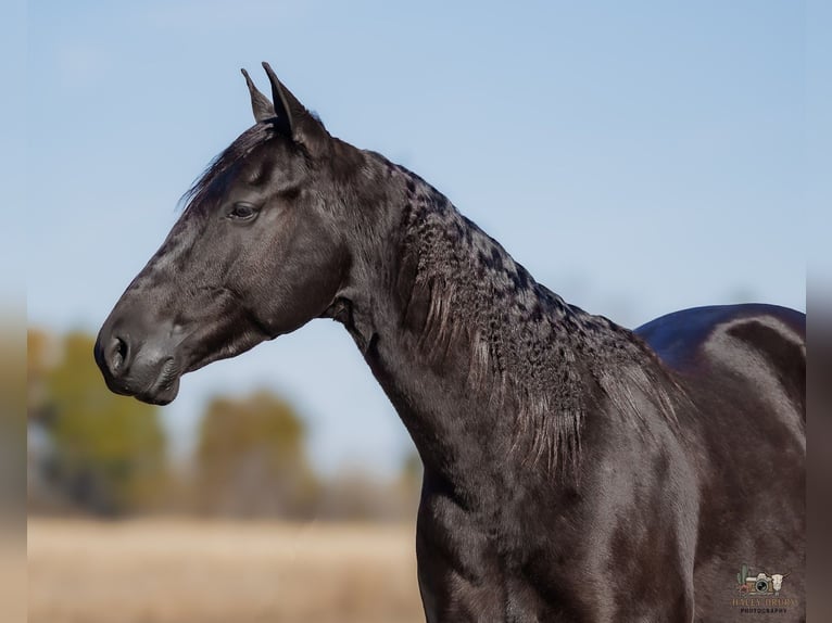 American Quarter Horse Wałach 4 lat 152 cm Kara in Tompkinsville