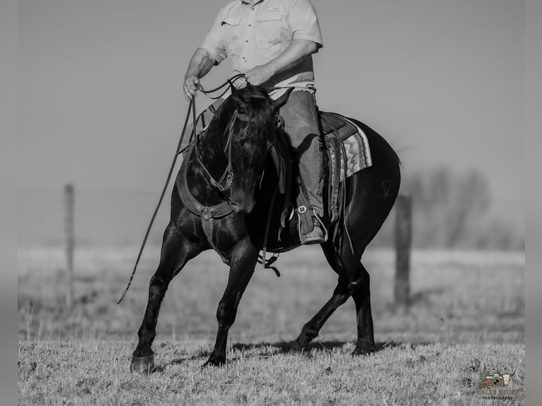 American Quarter Horse Wałach 4 lat 152 cm Kara in Tompkinsville