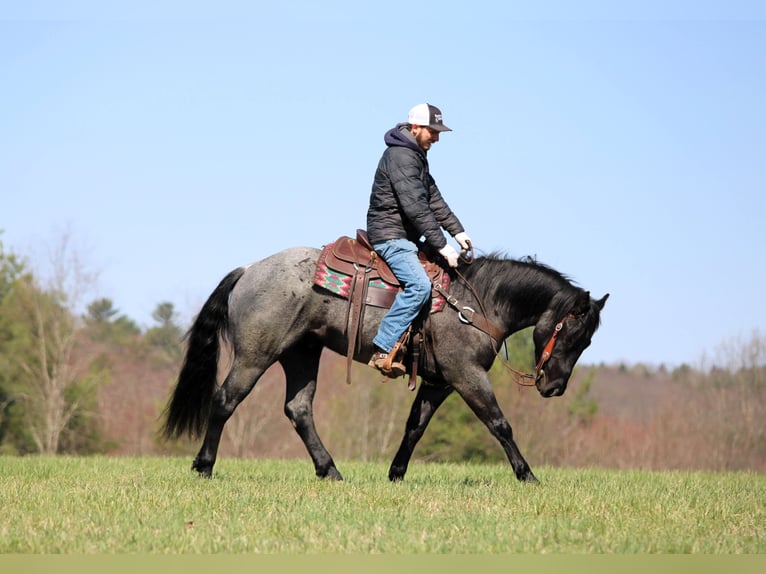 American Quarter Horse Wałach 4 lat 152 cm Karodereszowata in Clarion