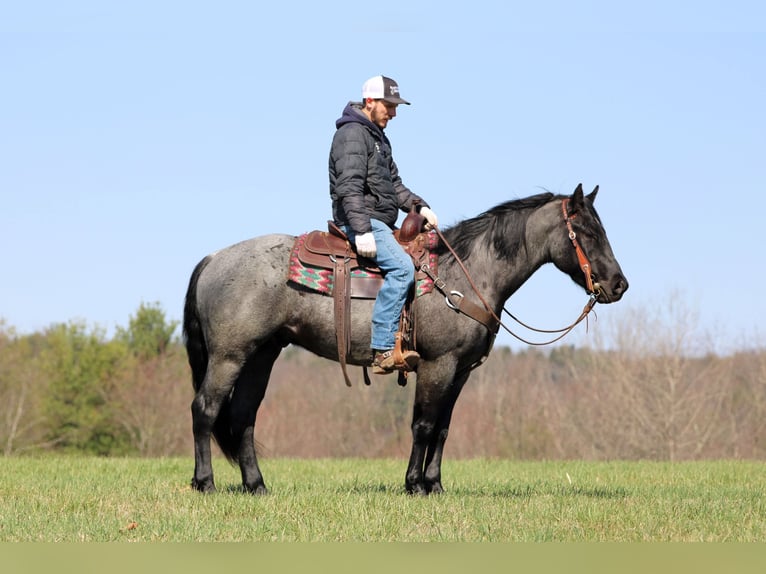 American Quarter Horse Wałach 4 lat 152 cm Karodereszowata in Clarion